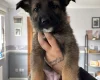 German Shepherd (Alsatian)
