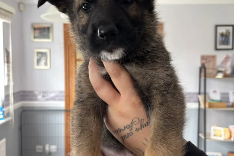 German Shepherd (Alsatian)