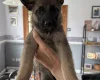 German Shepherd (Alsatian)