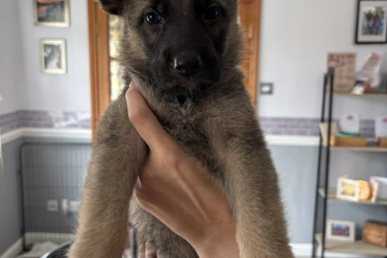 German Shepherd (Alsatian)