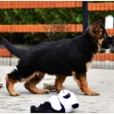 German Shepherd (Alsatian)