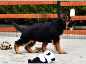 German Shepherd (Alsatian)