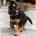 German Shepherd (Alsatian)