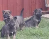 Mixed Breed