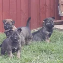 Mixed Breed