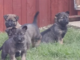 Mixed Breed