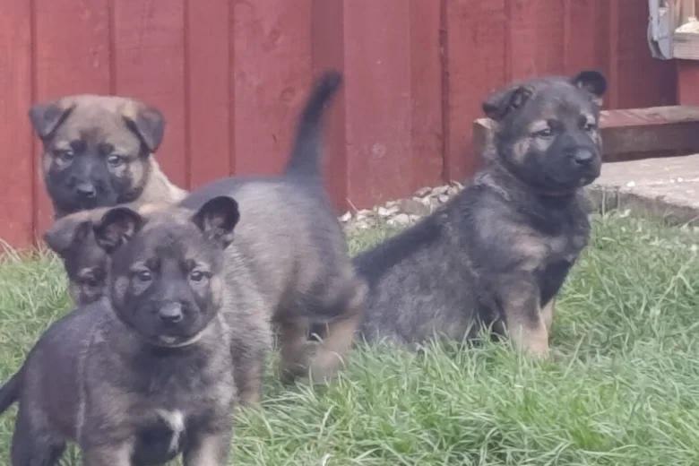 Mixed Breed