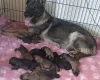 Mixed Breed