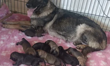 Mixed Breed