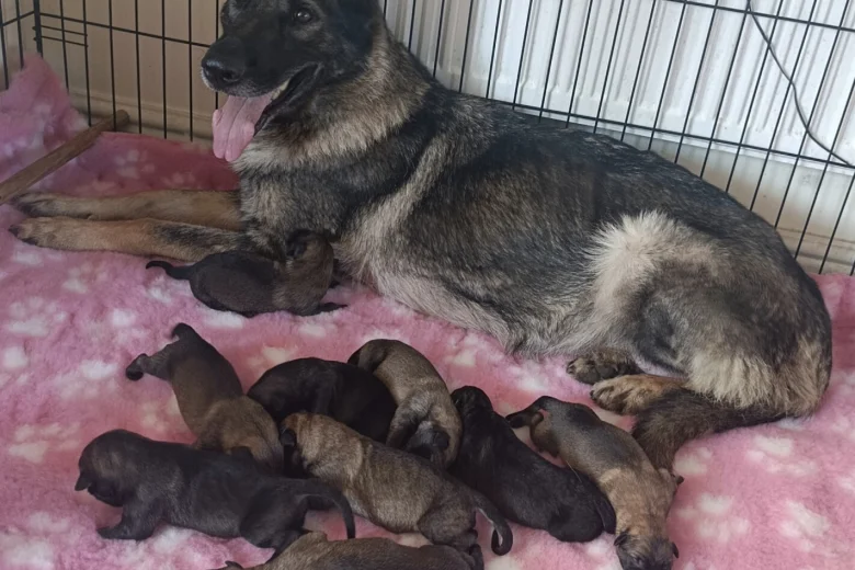 Mixed Breed