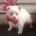 German Spitz (Klein)
