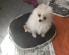 German Spitz (Klein)