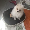 German Spitz (Klein)