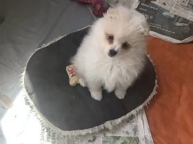 German Spitz (Klein)