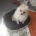 German Spitz (Klein)