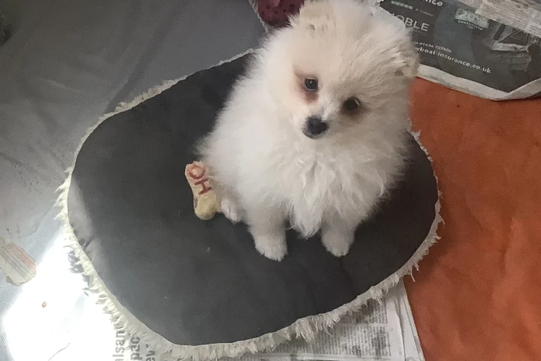 German Spitz (Klein)