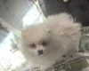 German Spitz (Klein)