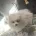 German Spitz (Klein)