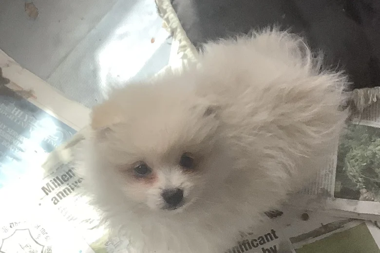 German Spitz (Klein)