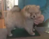 German Spitz (Klein)