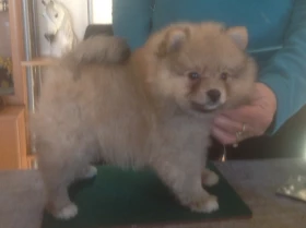 German Spitz (Klein)