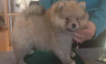 German Spitz (Klein)