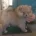 German Spitz (Klein)