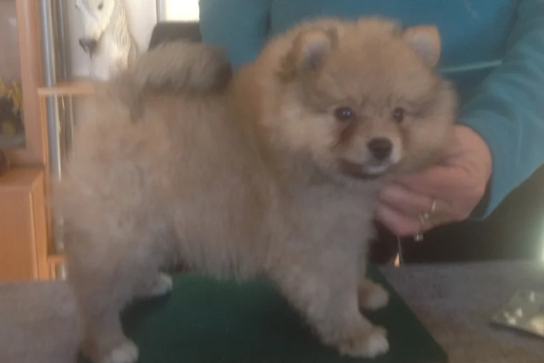 German Spitz (Klein)
