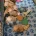 Labradoodle