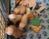 Labradoodle