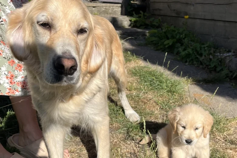 Golden Retriever