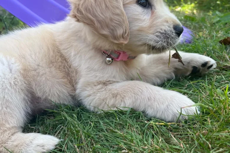 Golden Retriever