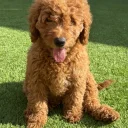 Goldendoodle