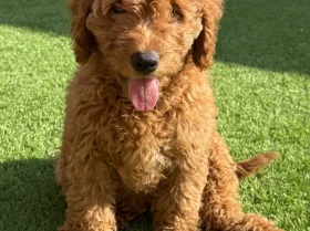 Goldendoodle