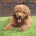 Goldendoodle