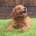Goldendoodle