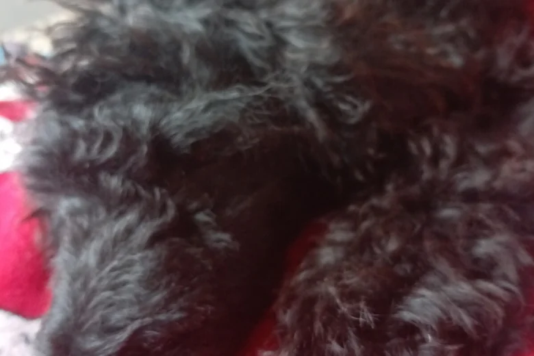 Goldendoodle