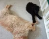 Goldendoodle