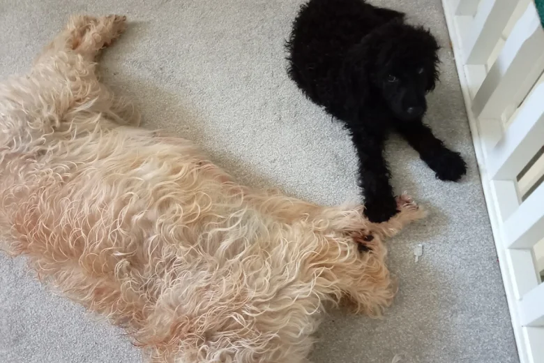 Goldendoodle