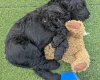 Goldendoodle