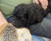 Goldendoodle