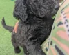 Goldendoodle