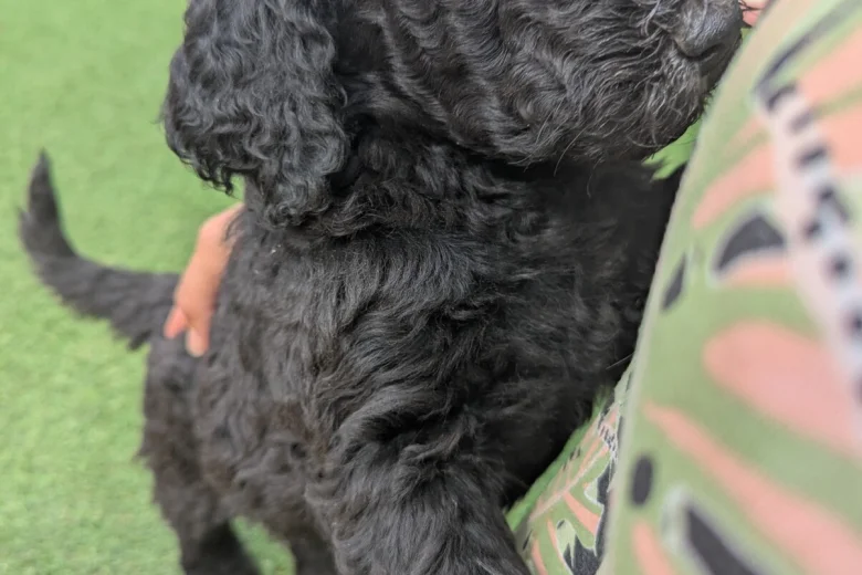 Goldendoodle