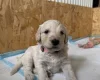 Goldendoodle