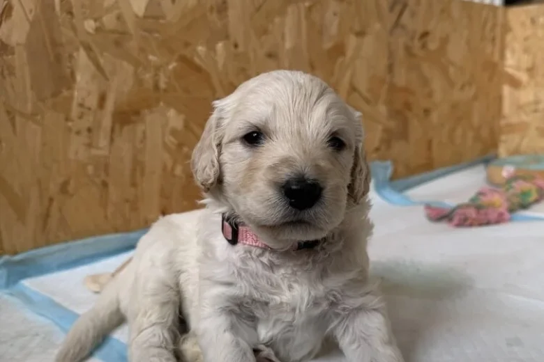 Goldendoodle