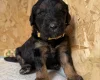 Goldendoodle