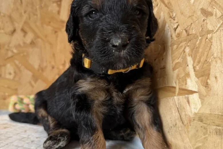 Goldendoodle