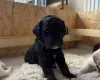 Goldendoodle