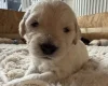 Goldendoodle
