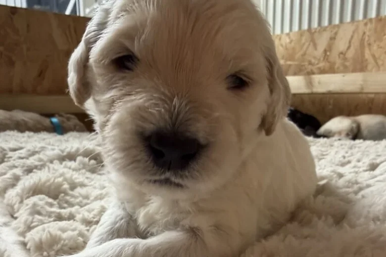 Goldendoodle